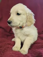 Orange Girl , a female Golden Retriever for sale in Poughkeepsie, NY – 4 of 6