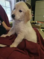 Lt. Green Boy, a male Golden Retriever for sale in Poughkeepsie, NY – 6 of 8