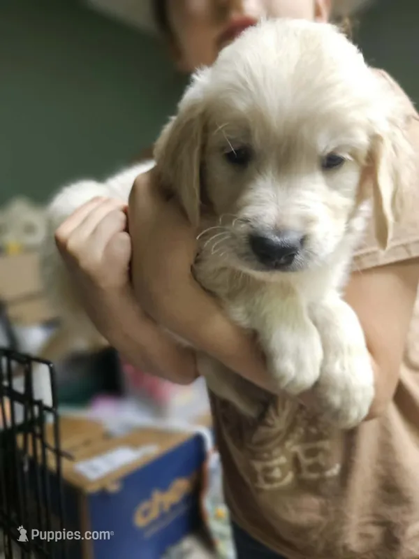 Lt. Green Boy – Golden Retriever puppy for sale in Poughkeepsie, NY