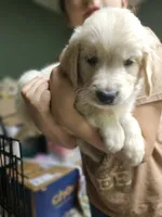 Lt. Green Boy, a male Golden Retriever for sale in Poughkeepsie, NY – 1 of 8