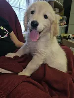Lt. Green Boy, a male Golden Retriever for sale in Poughkeepsie, NY – 8 of 8