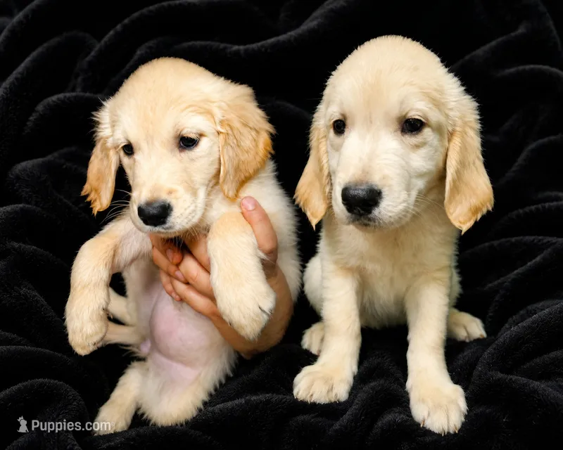 Black Boy  – Golden Retriever puppy for sale in Poughkeepsie, NY