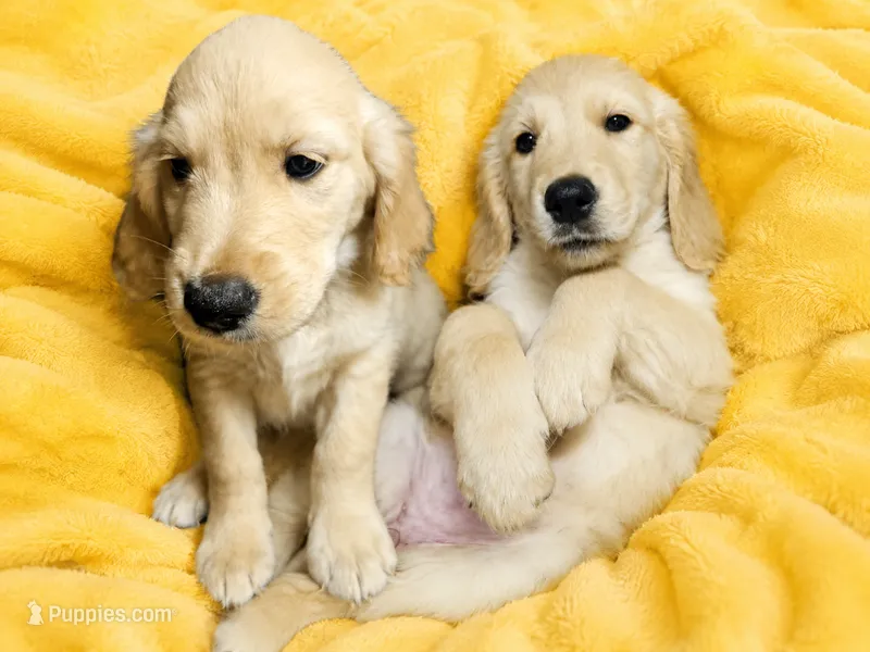 Yellow Girl  – Golden Retriever puppy for sale in Poughkeepsie, NY