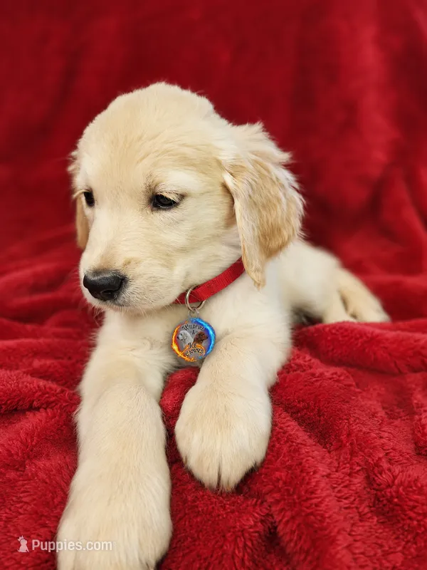 Red Girl  – Golden Retriever puppy for sale in Poughkeepsie, NY