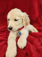 Red Girl , a female Golden Retriever for sale in Poughkeepsie, NY – 1 of 2