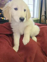 Lt. Green Boy, a male Golden Retriever for sale in Poughkeepsie, NY – 5 of 8