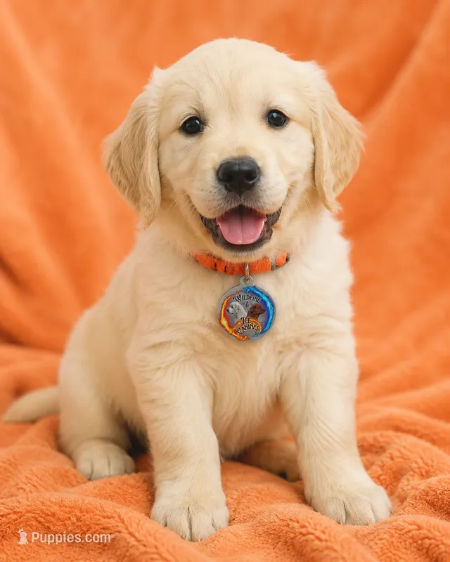 Orange Girl  – Golden Retriever puppy for sale in Poughkeepsie, NY