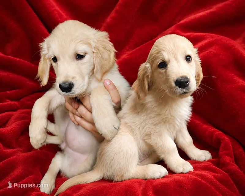 Red Girl  – Golden Retriever puppy for sale in Poughkeepsie, NY