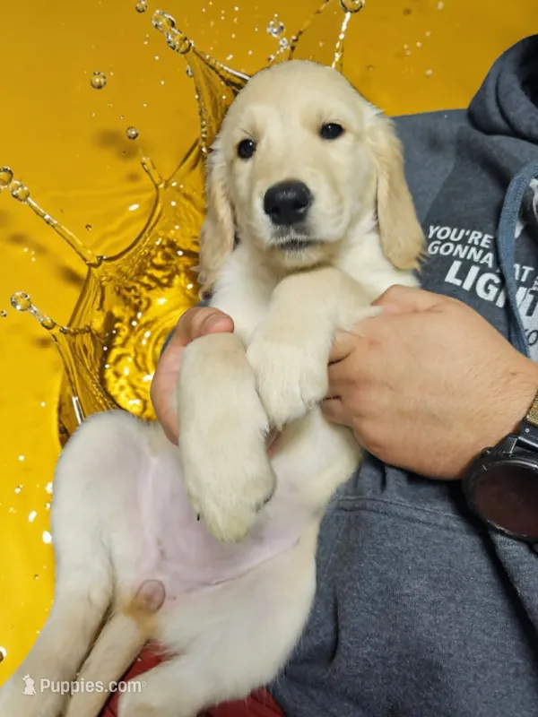 Yellow Girl  – Golden Retriever puppy for sale in Poughkeepsie, NY
