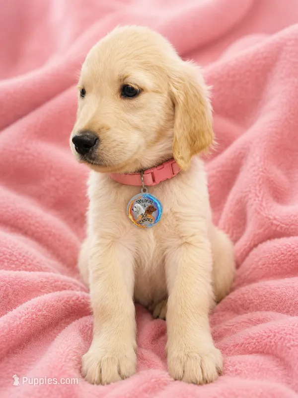 Pink Girl  – Golden Retriever puppy for sale in Poughkeepsie, NY