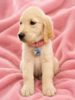 Pink Girl , a female Golden Retriever for sale in Poughkeepsie, NY – 4 of 6