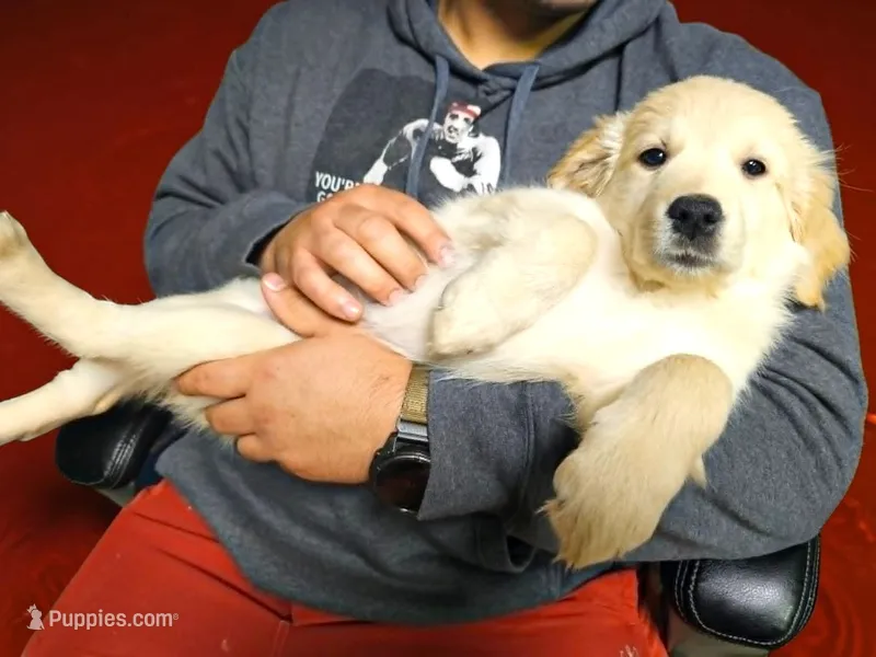 Red Girl  – Golden Retriever puppy for sale in Poughkeepsie, NY
