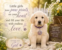 Purple Girl , a female Golden Retriever for sale in Poughkeepsie, NY – 2 of 2