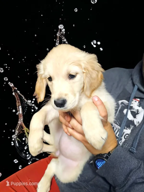 Black Boy  – Golden Retriever puppy for sale in Poughkeepsie, NY