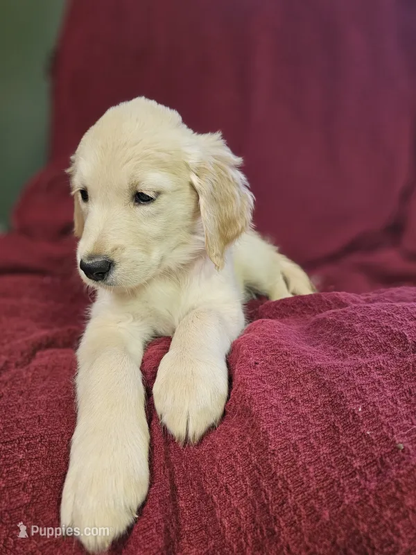 Pink Girl  – Golden Retriever puppy for sale in Poughkeepsie, NY