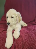 Pink Girl , a female Golden Retriever for sale in Poughkeepsie, NY – 5 of 6