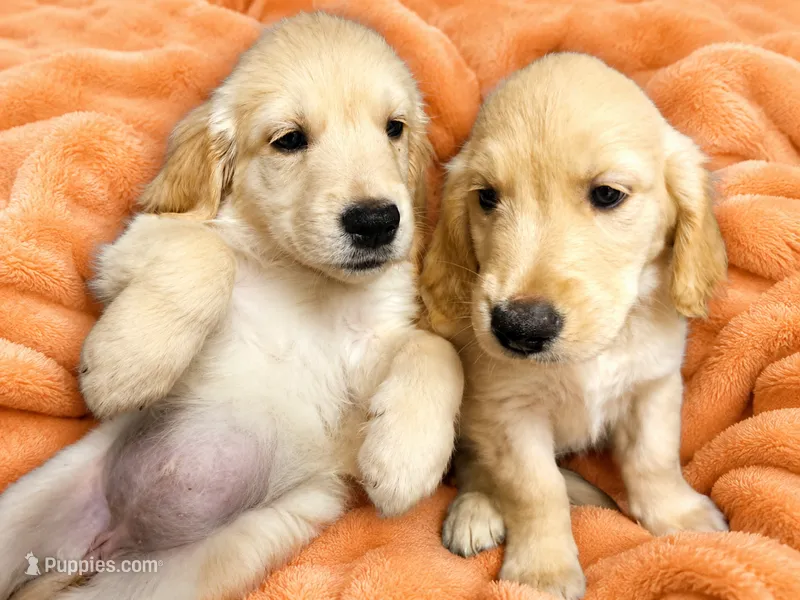 Orange Girl  – Golden Retriever puppy for sale in Poughkeepsie, NY