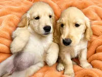 Orange Girl , a female Golden Retriever for sale in Poughkeepsie, NY – 1 of 6