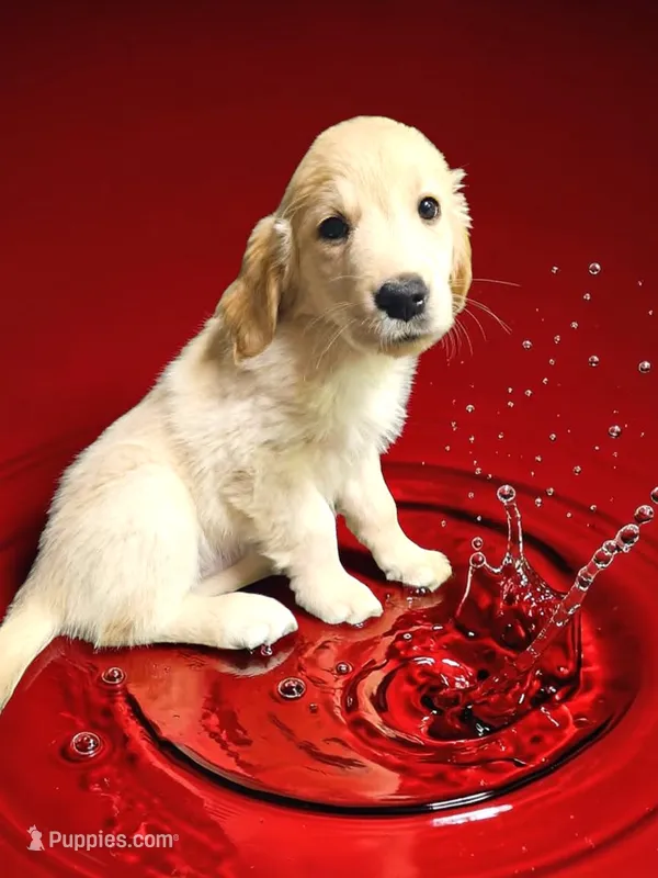 Red Girl  – Golden Retriever puppy for sale in Poughkeepsie, NY