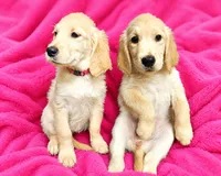 Pink Girl , a female Golden Retriever for sale in Poughkeepsie, NY – 1 of 6