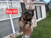 Little man , a male Yorkshire Terrier for sale in Mobile, AL – 3 of 7