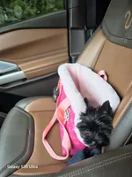 AKC Ava, a female Yorkshire Terrier for sale in Mobile, AL – 3 of 4