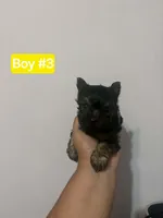Little man , a male Yorkshire Terrier for sale in Mobile, AL – 2 of 7