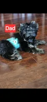 Little man , a male Yorkshire Terrier for sale in Mobile, AL – 5 of 7