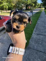 AKC Nelly, a female Yorkshire Terrier for sale in Mobile, AL – 2 of 5