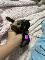 AKC Nelly, a female Yorkshire Terrier for sale in Mobile, AL – 5 of 5
