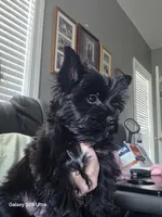 AKC Ava, a female Yorkshire Terrier for sale in Mobile, AL – 2 of 4