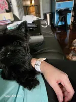 Ava, a female Yorkshire Terrier for sale in Mobile, AL – 2 of 6