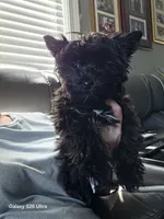 Ava, a female Yorkshire Terrier for sale in Mobile, AL – 5 of 5