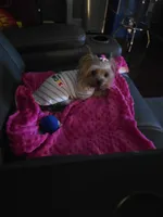 Abby, a female Yorkshire Terrier for sale in Mobile, AL – 2 of 2