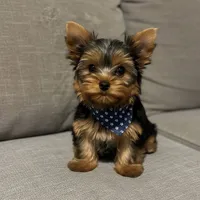 Male #2, a male Yorkshire Terrier for sale in Mobile, AL – 1 of 1