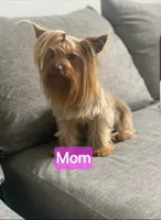Little man , a male Yorkshire Terrier for sale in Mobile, AL – 6 of 7
