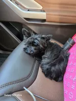 Ava, a female Yorkshire Terrier for sale in Mobile, AL – 4 of 5
