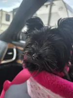 Nora, a female Yorkshire Terrier for sale in Mobile, AL – Photo 5 of 5