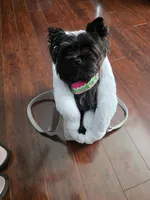 Nora, a female Yorkshire Terrier for sale in Mobile, AL – Photo 4 of 5