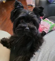 Nora, a female Yorkshire Terrier for sale in Mobile, AL – Photo 3 of 5