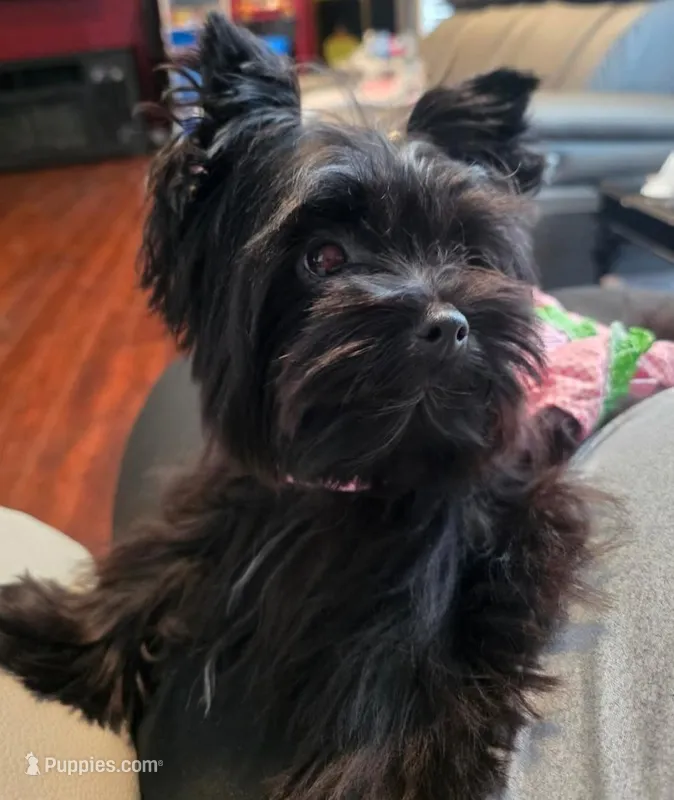 Nora – Yorkshire Terrier puppy for sale in Mobile, AL