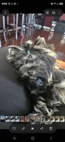 Kobe, a male Yorkshire Terrier for sale in Mobile, AL – 3 of 3