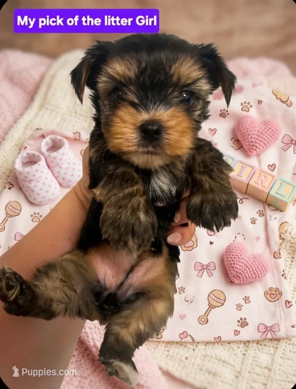 AKC Nelly – Yorkshire Terrier puppy for sale in Mobile, AL