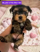 AKC Nelly, a female Yorkshire Terrier for sale in Mobile, AL – 1 of 5