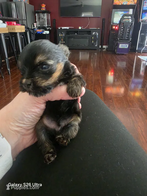 Little man  – Yorkshire Terrier puppy for sale in Mobile, AL