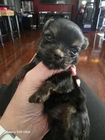 Little man , a male Yorkshire Terrier for sale in Mobile, AL – 3 of 4