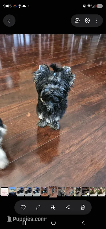 Kobe – Yorkshire Terrier puppy for sale in Mobile, AL