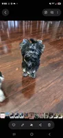 Kobe, a male Yorkshire Terrier for sale in Mobile, AL – 1 of 3