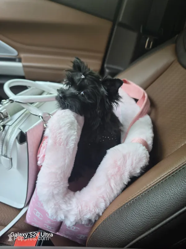 Ava – Yorkshire Terrier puppy for sale in Mobile, AL