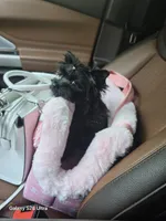 Ava, a female Yorkshire Terrier for sale in Mobile, AL – 1 of 5